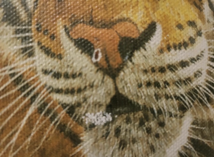 stephen-gayford-tiger-shallow-waters-2004-signed-limited-edition-print-100-6